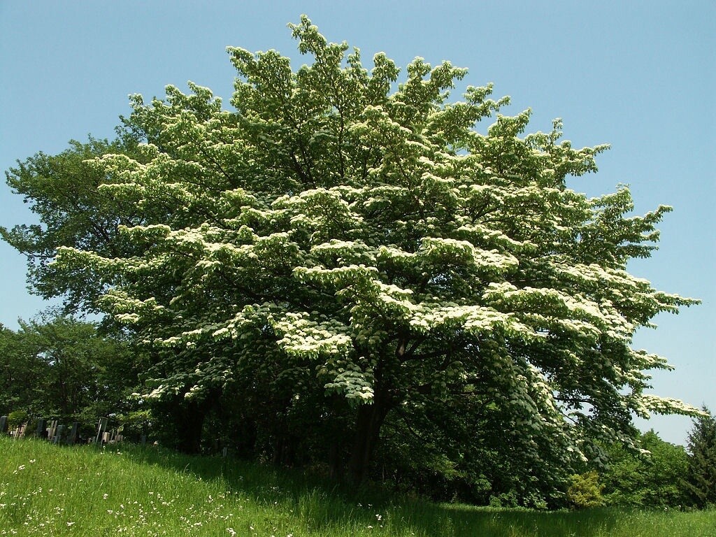 Dogwood Giant (Cornus controversa)