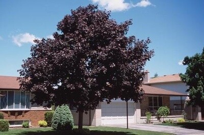 Maple Purple Norway (Acer platanoides nigrum)