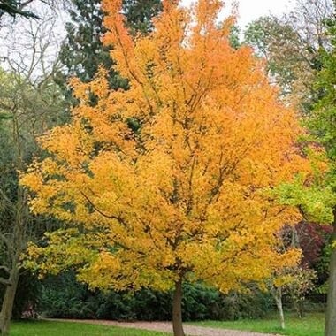 Maple Field
