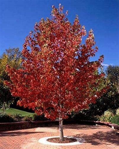 Liquid amber (Liquidambar styraciflua)