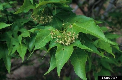 Maple Olivia's Taiwan