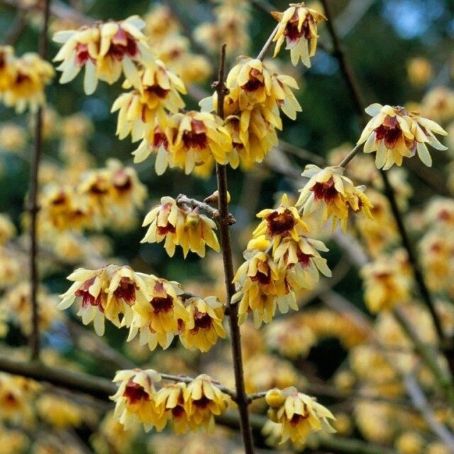 Wintersweet (Chimonanthus praecox)