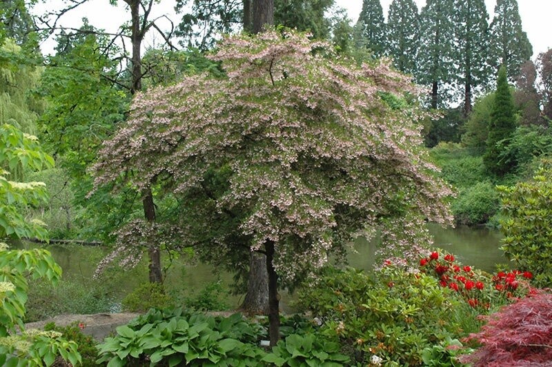 Snowbell Japanese (Styrax japonicus)