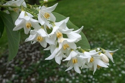 Snowbell Fragrant