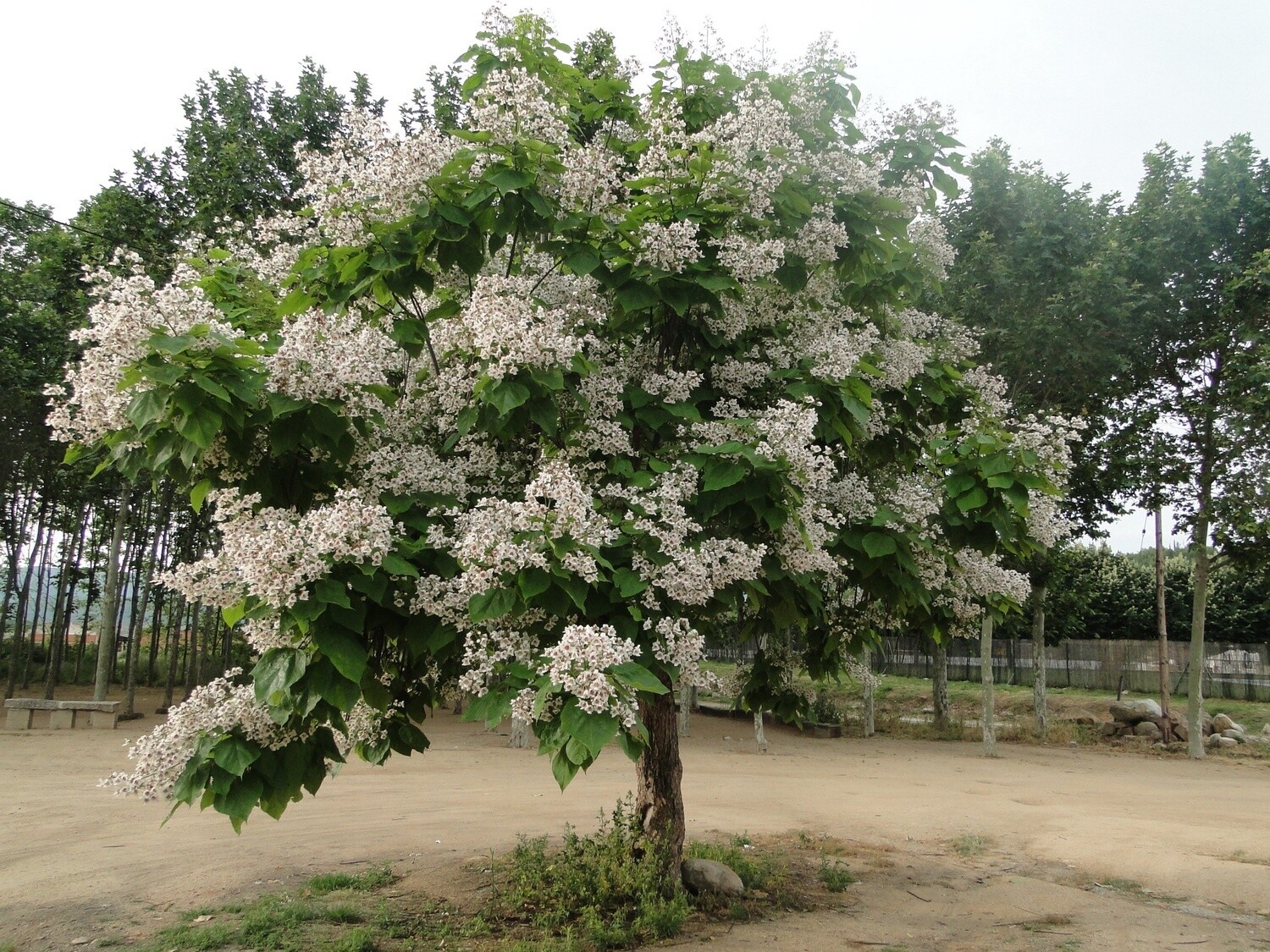 Indian Bean Tree
