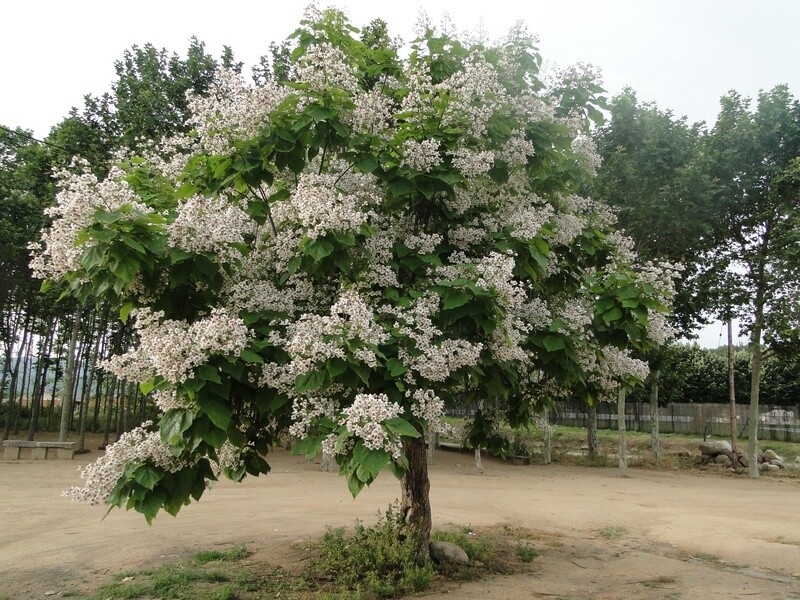 Indian Bean Tree