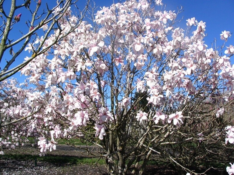 Magnolia Sargent&#39;s
