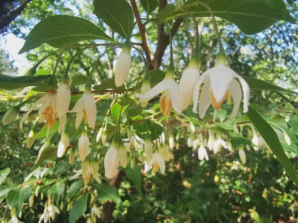 Snowbell Tree Taiwanese (Styrax formosanus)