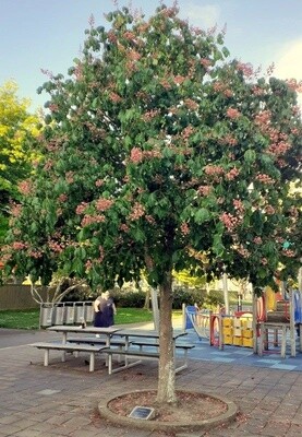 Horse Chestnut Red
