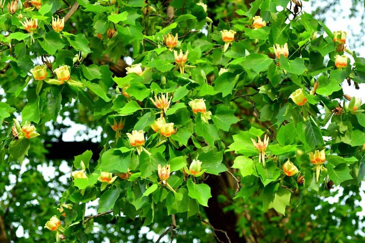 Tulip Tree