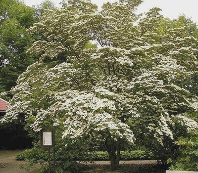 Dogwood Chinese (Cornus kousa chinensis)