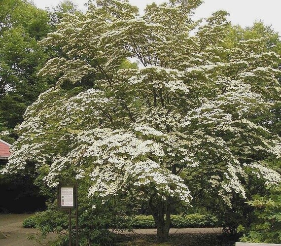 Dogwood Chinese (Cornus kousa chinensis)