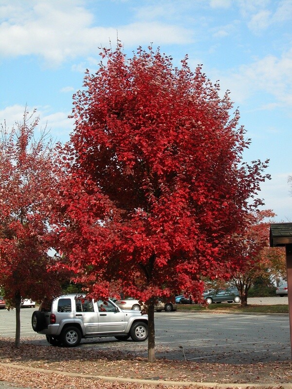 Maple Brandywine