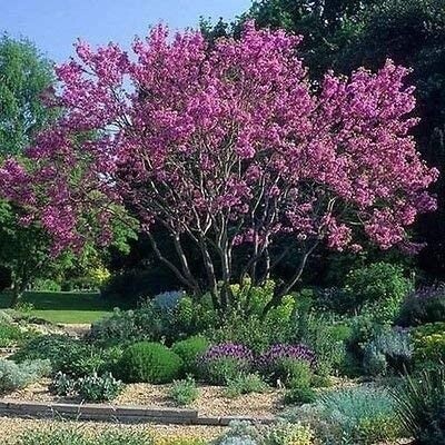 Judas Tree