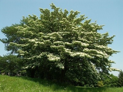 Dogwood Giant (Cornus controversa)
