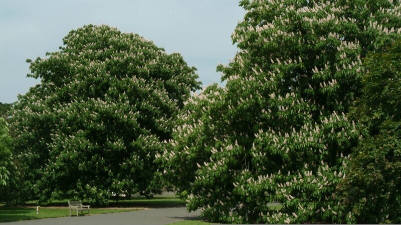 Horse Chestnut Indian