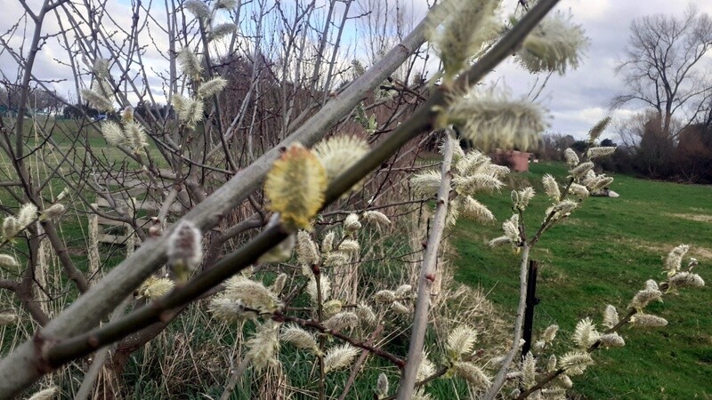 Willow Salix aegyptiaca pn229