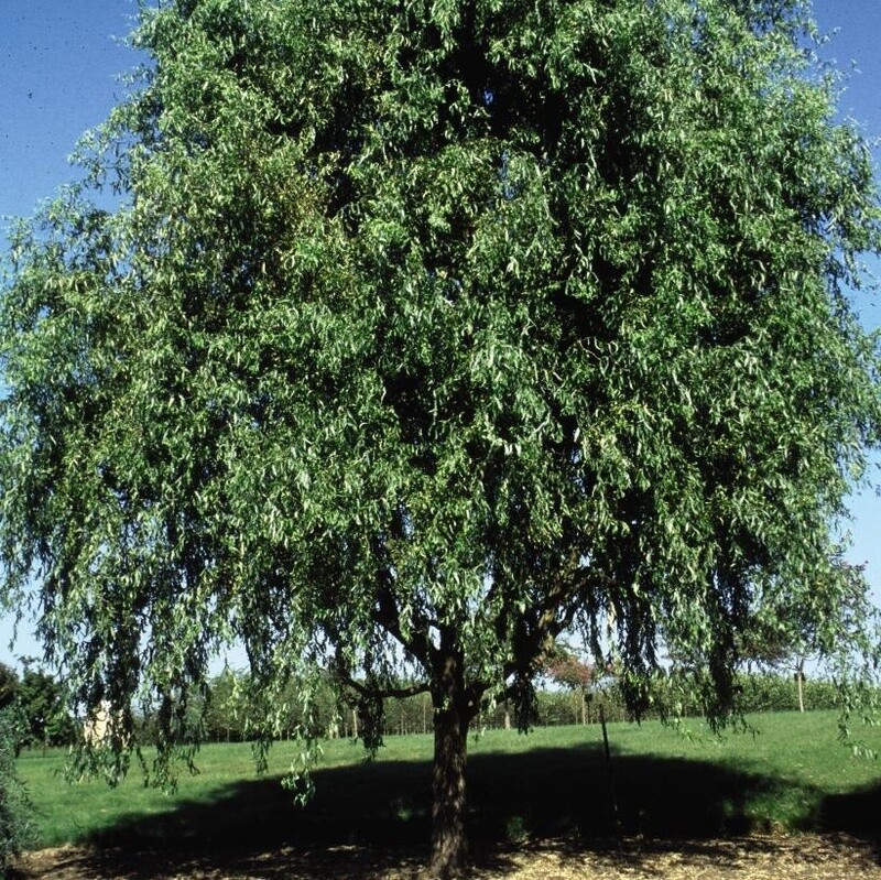 Willow tortured