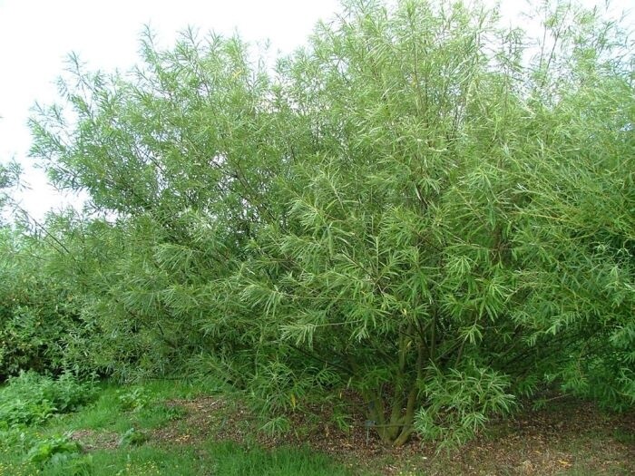 Willow Japanese Fodder