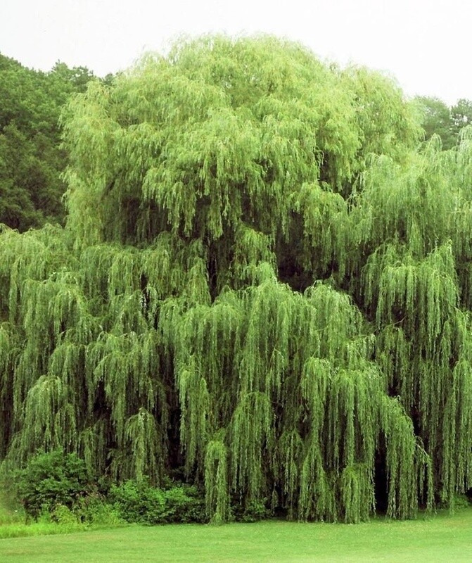 Willow Weeping (Salix babylonica)