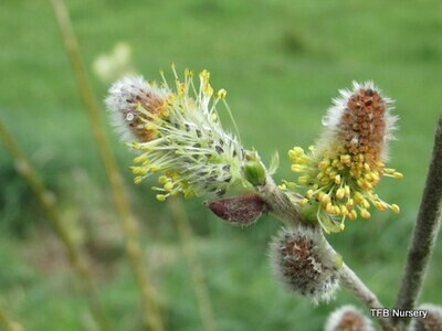 Willow