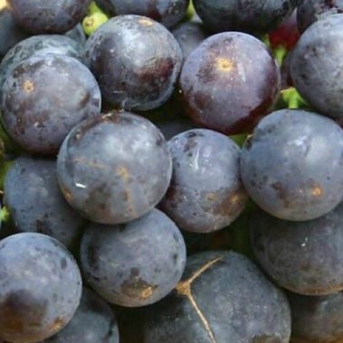 Grape Bishop Pompallier - BARE ROOTED