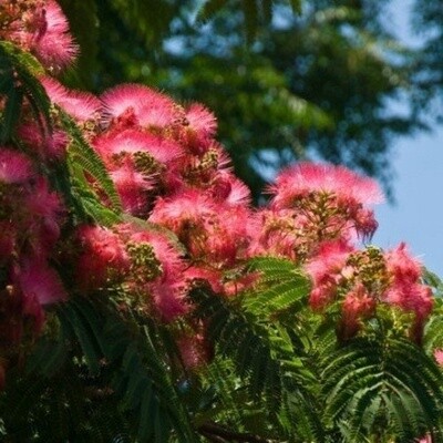 ALBIZIA julibrissin &#39;Red Silk&#39;