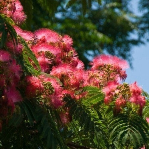 ALBIZIA julibrissin &#39;Red Silk&#39;