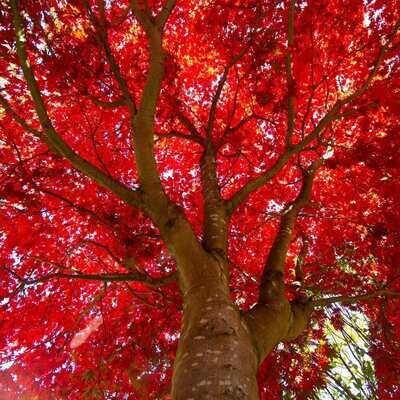 Maple