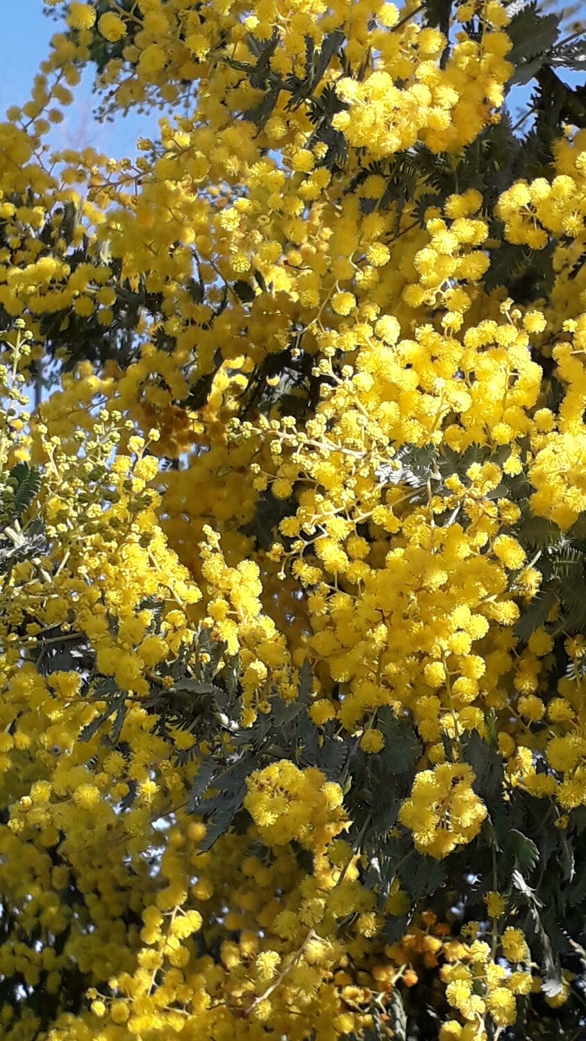 Wattle Raspberry Jam Tree Wattle