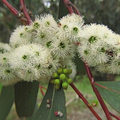 Eucalyptus pauciflora ssp niphophila / Snow Gum
