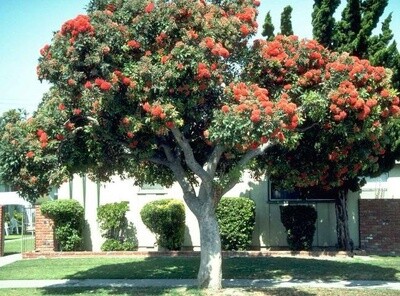 Red flowering gum (Corymbia ficifolia)