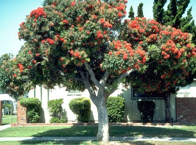 Red flowering gum (Corymbia ficifolia)