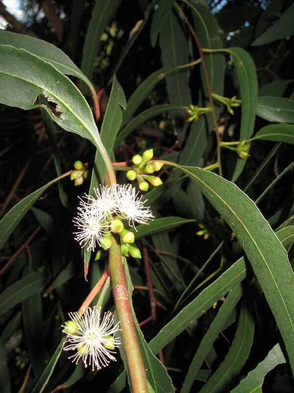 Eucalyptus quadrangulata