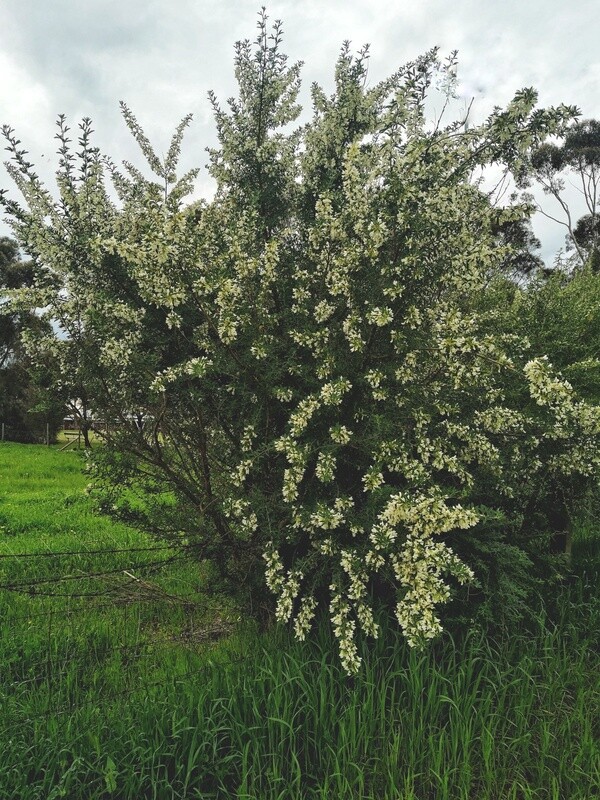 Tree Lucerne