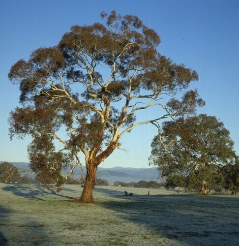 Eucalyptus melliodora