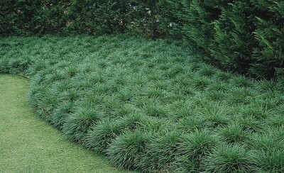 Mondo Grass