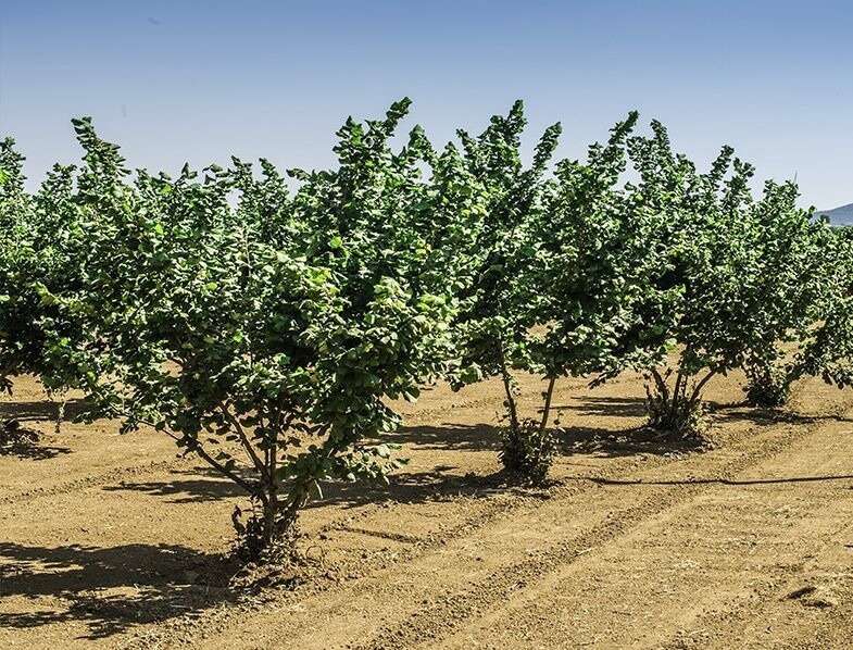 Hazelnut - seed grown