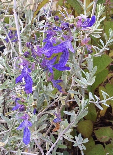 Teucrium fruticans