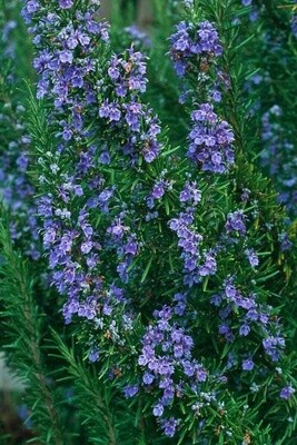 Rosemary