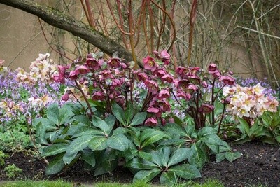 Hellebores