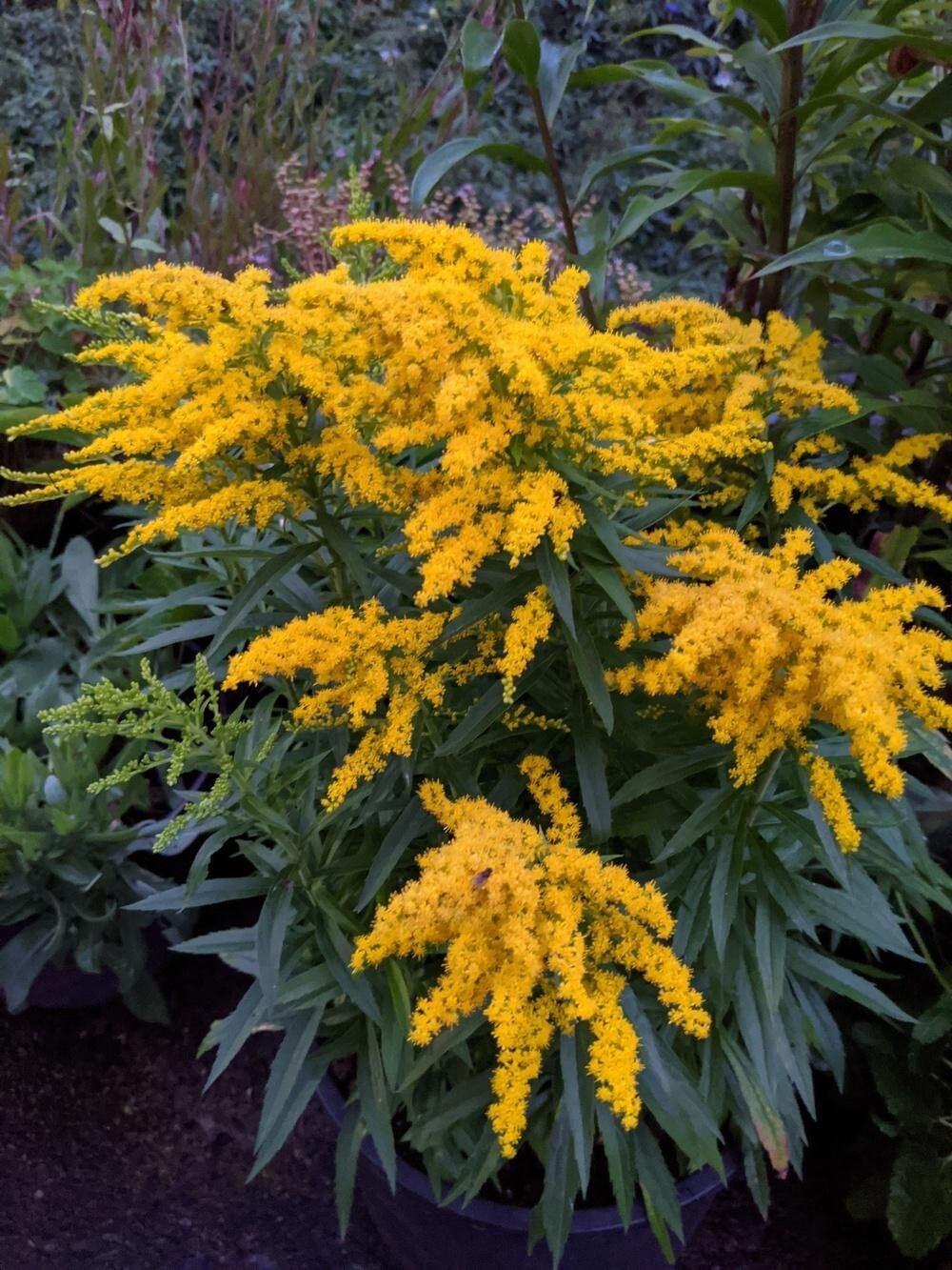 goldenrod sb