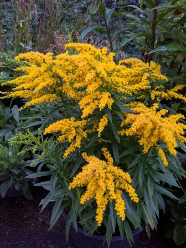 Goldenrod