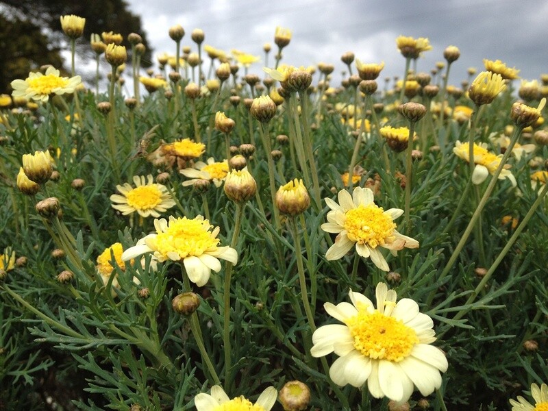 Argyranthemum (daisy)