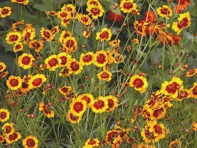 Coreopsis