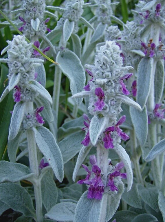 Lambs Ear