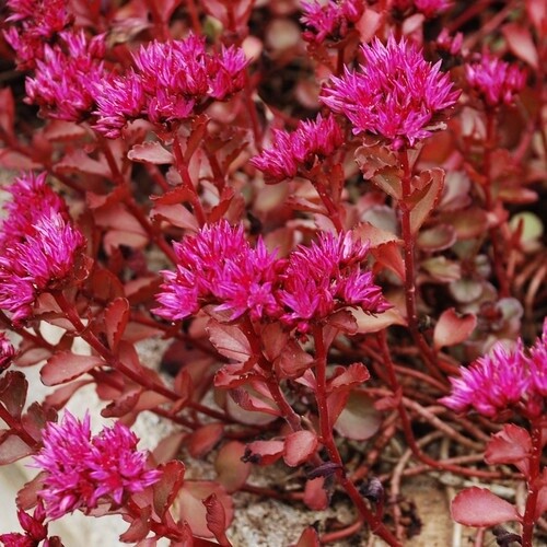 Voodoo Sedum