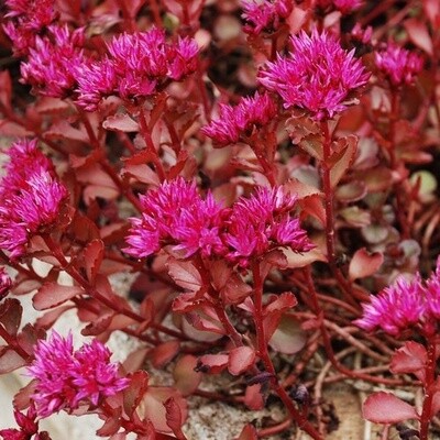 Voodoo Sedum