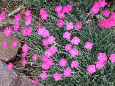 Dianthus