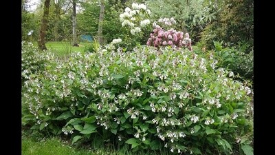 Hidcote comfrey